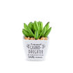 Picture of SENTIMENT SUCCULENTS GRANDDAUGHTER